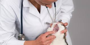 mouth ulcers in cats causes symptoms