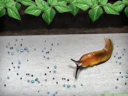 4 ways to get rid of garden slugs wikihow