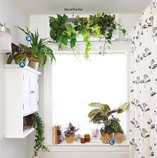 tips for decorating with houseplants