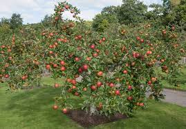 best fruit trees for small gardens