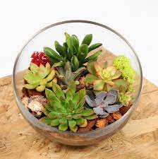 Succulent Terrarium Bowl Kremp Florist