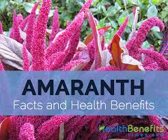 amaranth facts health benefits and