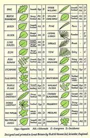 Tree Leaf Chart Garden Pinterest Charts Leaves And