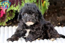tiny mini poodles puppy