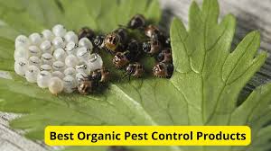 6 best organic pest control s of