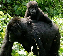 Gorilla Wikipedia