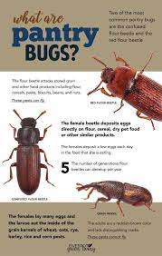 what are pantry bugs five spot green