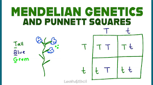 The punnett square for a monohybrid cross tracks the inheritance of a single trait and consists of four boxes, each of which represents a possible genotype. Punnett Squares And Mendelian Genetics Part 1 Youtube