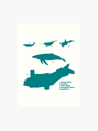 Whale Comparison Chart Vs Art Print