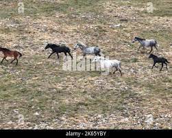 Aerial Cinematic Slow Motion Shot Of Drone Flying Over A Large Herd Of  gambar png