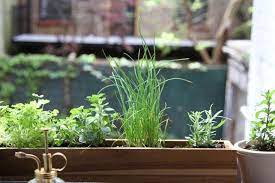 shade tolerant herbs to grow in
