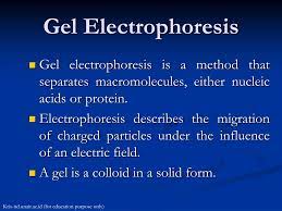 ppt gel electropsis powerpoint
