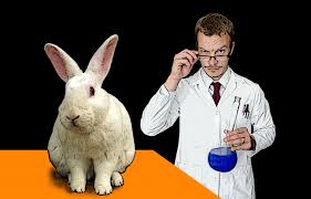 cosmetics testing on rabbits