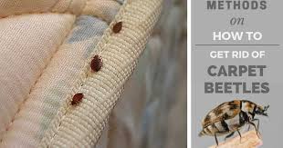 how to get rid of carpet beetles