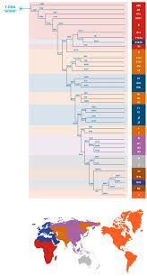 The Y And Mtdna Trees Human Family Tree Dna Tree