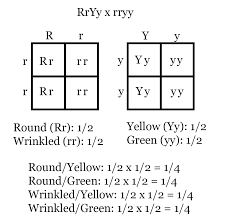 Punnett in 1906 to visualize all the possible combinations of different types of gametes in particular crosses or breeding experiments dihybrid punnett square. Independent Assortment Linked Genes And Recombination