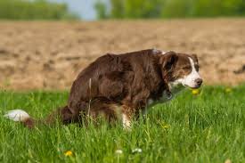 bowel obstruction in dogs causes