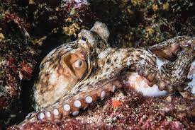 an octopus s garden more than just a