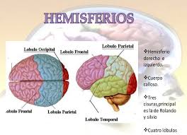 Resultat d'imatges de hemisferios del lobulo parietal