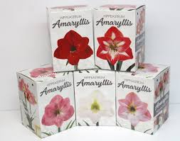 amaryllis gift kits gardens of joy
