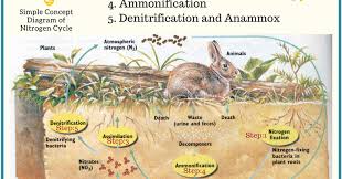 Biology Exams 4 U 5 Steps In Nitrogen Cycle With Simple