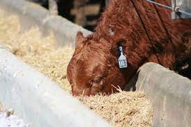 top 10 tips for starting cattle