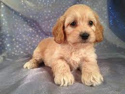 Cockapoo puppies are nonshedding and very easy to train. Cockapoo Puppies For Sale Cockapoo Breeder In Iowa