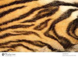 Closeup On Real Tiger Fur A Royalty
