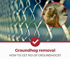 Groundhogs have a big appetite for. How To Get Rid Of Groundhogs Simple Removal Guide Pest Strategies