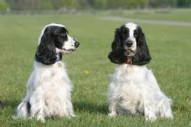 English Cocker Spaniel Dog Breed Information Pictures
