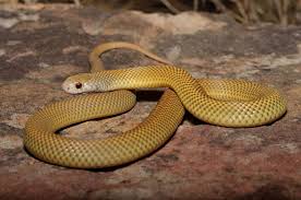 They are called kingsnakes because they sometimes eat other snakes, as does the king cobra. King Snake Pet Australia Guide Pets News And Review