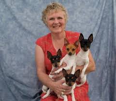 foxhill toy fox terriers to have to