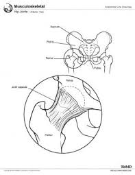 Hip Joint Anatomy Overview Gross Anatomy