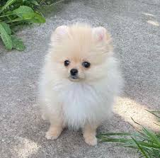 solana purebred healthy pomeranian