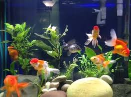 What Fish Can Live With Goldfish 8 Goldfish Tank Mates List