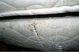 bed bugs what about your mattress