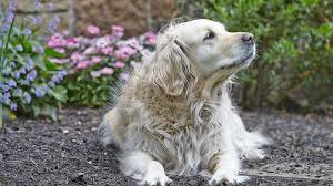 Dog Friendly Gardening 4 Tips To Keep