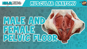 the male pelvic floor physiopedia