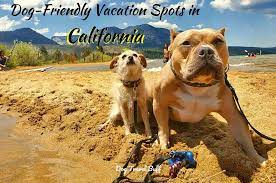 dog friendly vacations in california