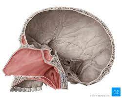 nasal cavity anatomy structure parts