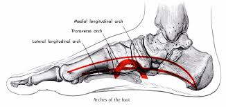 Collapse of the longitudinal arches results in flat feet. Attacking Limiting Factors Arch Development Power Athlete