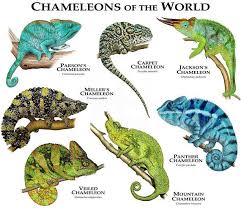 diversity of chameleon species guide