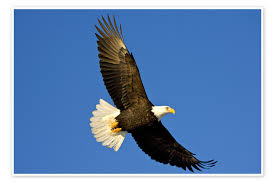 bald eagle in flight print by david