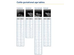 Cattle Gestational Age Tables Imv Imaging