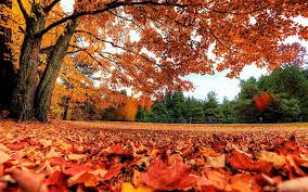 hd wallpaper autumn maple leaves