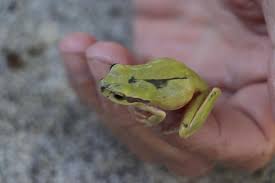 Premium Photo | A little green frog in my hand