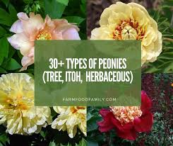 This and that are used in singular, these and those are used in plural expressions. 30 Types Of Peonies Tree Herbaceous Itoh Pictures Care Guide