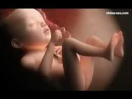 Image result for images of child in 8th month in embryo