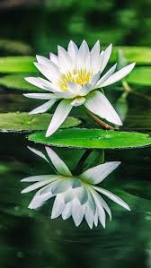 water lily flower white lily green