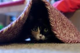 6 safe spots where cats love to hide